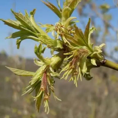Клен ясенелистный в Дзержинске