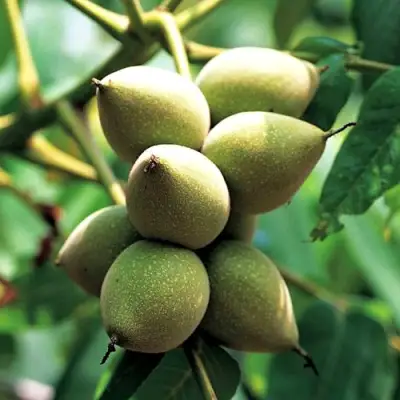 Орех МАНЬЧЖУРСКИЙ в Дзержинске