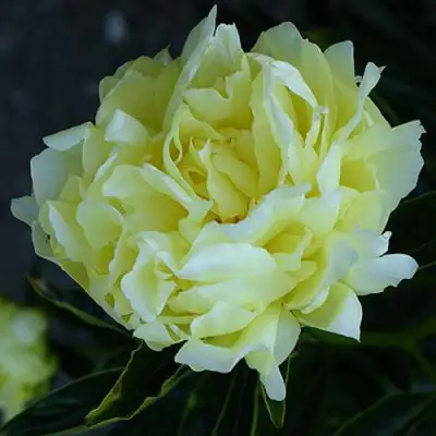 Пион ЗОЛОТАЯ КОЛЕСНИЦА травянистый в Дзержинске