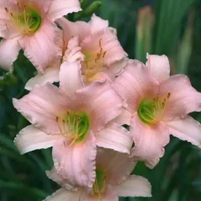 Лилейник ЛАКШЕРИ ЛЕЙС гибридный в Дзержинске