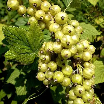 Смородина зеленоплодная СНЕЖНАЯ КОРОЛЕВА в Дзержинске