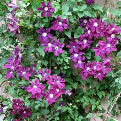 Клематис ГЕРОИ ВАРШАВЫ в Дзержинске