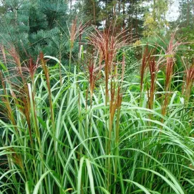 Мискантус МАЛЕПАРТУС китайский  в Дзержинске