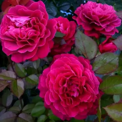 Роза БЕЛЬВЬЮ чайно-гибридная в Дзержинске