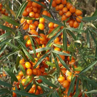 Облепиха РОСИНКА в Дзержинске