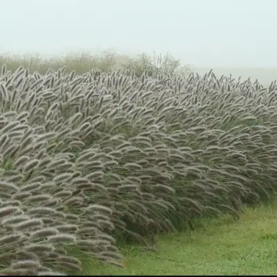 Пеннисетум ЛЕДИ Ю в Дзержинске