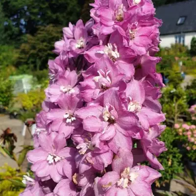Дельфиниум АСТОЛАТ тихоокеанский в Дзержинске