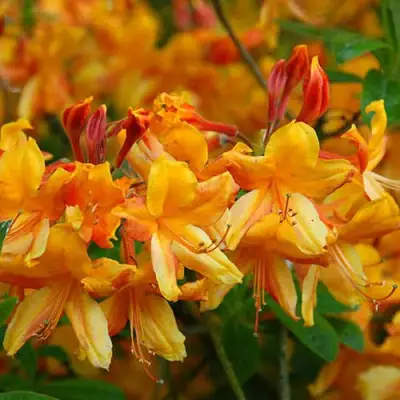 Азалия ОРАНЖ ХИТ листопадная в Дзержинске