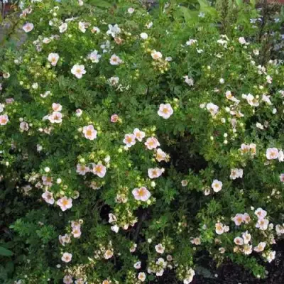 Лапчатка ПИНК КВИН кустарниковая в Дзержинске