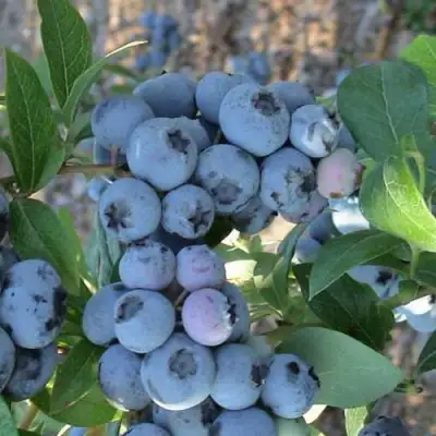Голубика НОРТЛАНД в Дзержинске