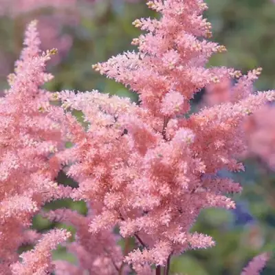 Астильба ГЛИТТЕР ЭНД ГЛАМУР китайская в Дзержинске