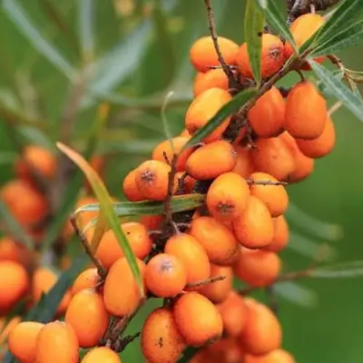 Облепиха АЛТАЙСКАЯ в Дзержинске