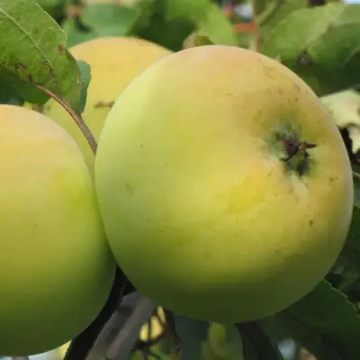 Яблоня РОССИЯНКА в Дзержинске