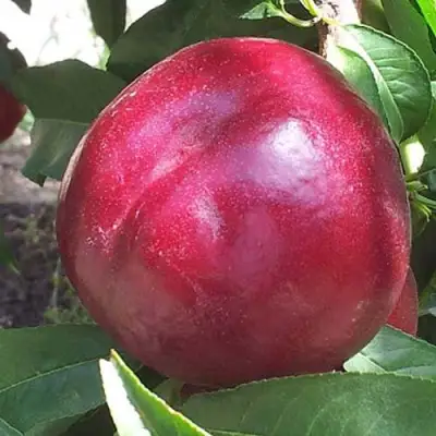 Нектарин ЭКСТРИМ БЬЮТИ в Дзержинске