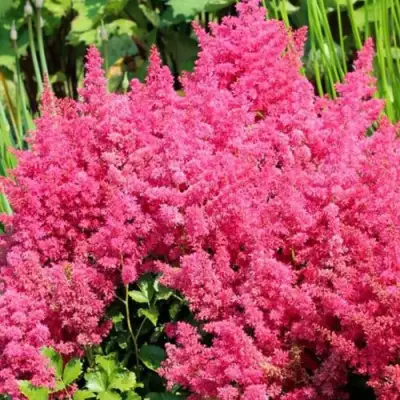Астильба САННИ ДЕЙ гибридная в Дзержинске