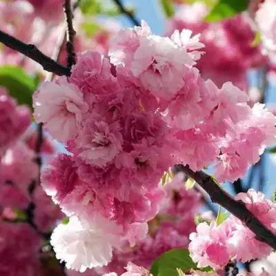 Сакура ПИНК ПЕРФЕКШН в Дзержинске