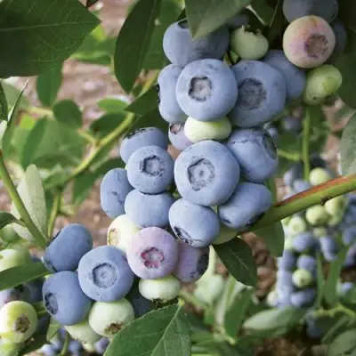 Голубика ЛИБЕРТИ в Дзержинске