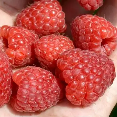 Малина ХЕРИТЕЙДЖ в Дзержинске