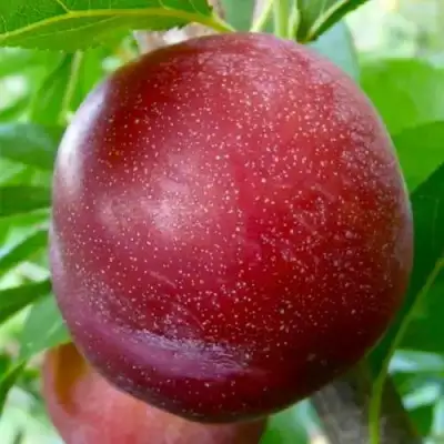 Слива БЕРБАНК ГИГАНТ в Дзержинске