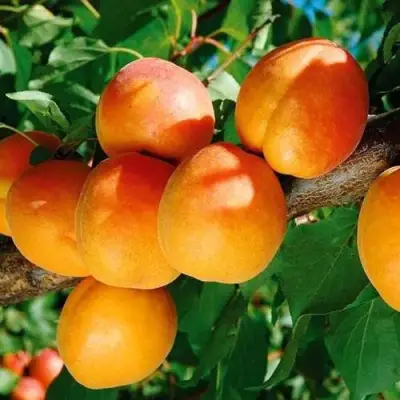 Абрикос СПАДЧЫНА в Дзержинске