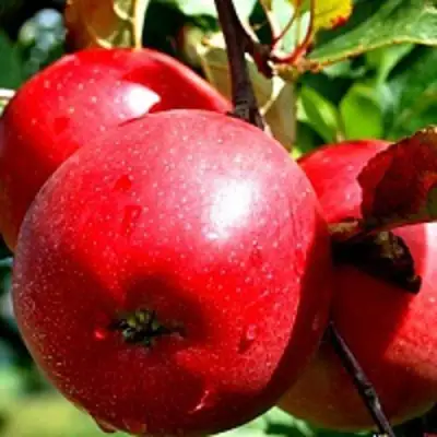 Яблоня РЕДФРИ в Дзержинске