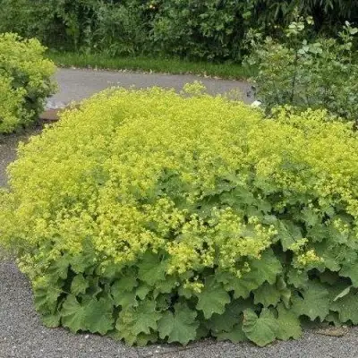 Манжетка ТРИЛЛЕР мягкая в Дзержинске