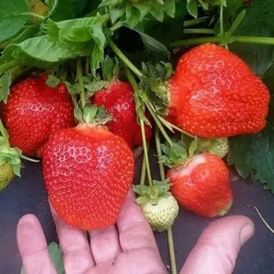 Клубника АЗИЯ в Дзержинске