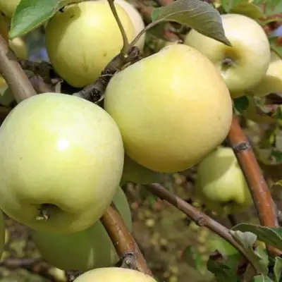 Яблоня АНТОНОВКА ОБЫКНОВЕННАЯ в Дзержинске