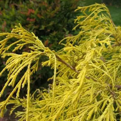 Кипарисовик ВАВЕЛ горохоплодный в Дзержинске