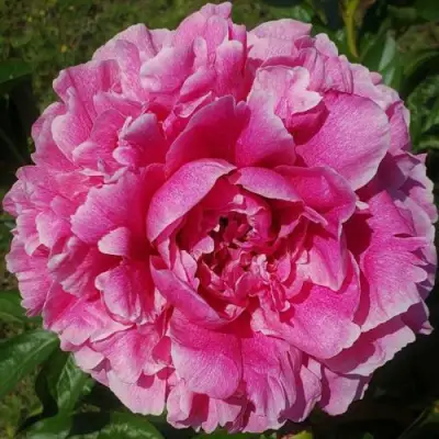 Пион ЗЕ ФОН травянистый в Дзержинске