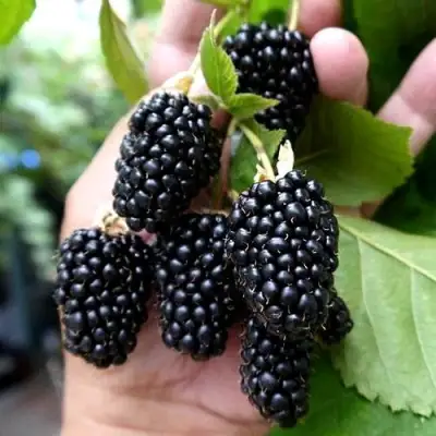 Ежевика ПРАЙМ АРК 45 ремонтантная   в Дзержинске