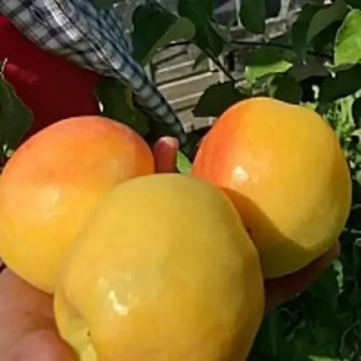 Яблоня АНТОНОВКА ЗОЛОТАЯ в Дзержинске