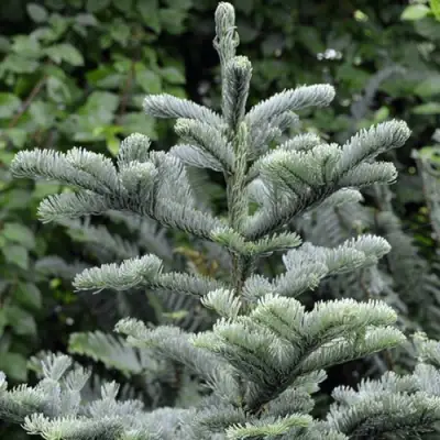 Пихта благородная в Дзержинске