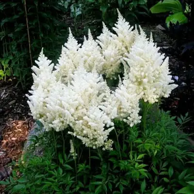 Астильба ДОЙЧЛАНД японская в Дзержинске