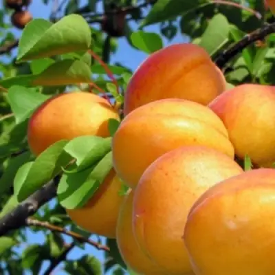 Абрикос ЭДЕЛЬВЕЙС в Дзержинске