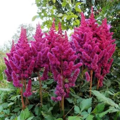 Астильба ВИЖНС китайская в Дзержинске