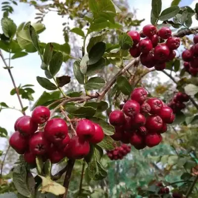 Рябина ГРАНАТНАЯ сладкоплодная в Дзержинске