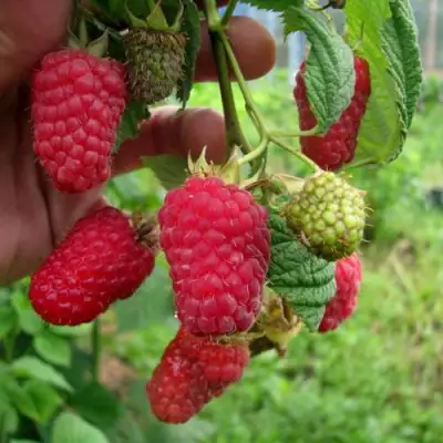 Малина ЛЯЧКА (ЛАШКА, ЛЯШКА) в Дзержинске