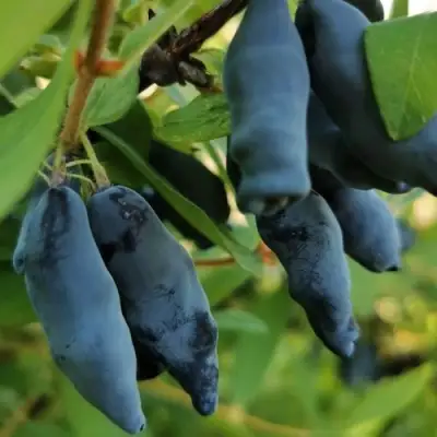 Жимолость съедобная СИЛЬГИНКА в Дзержинске