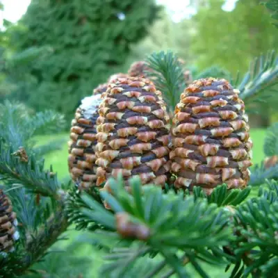 Пихта ФРАЗЕРА в Дзержинске
