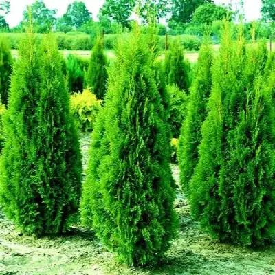 Туя ВИДМАНТ западная в Дзержинске
