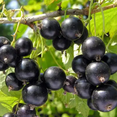 Смородина черная ГАМАЮН в Дзержинске