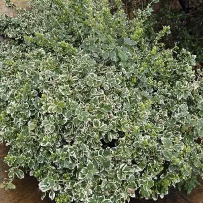 Бересклет ЭМЕРАЛЬД ГАИТИ форчуна  в Дзержинске