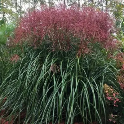 Мискантус МАЛЕПАРТУС китайский  в Дзержинске