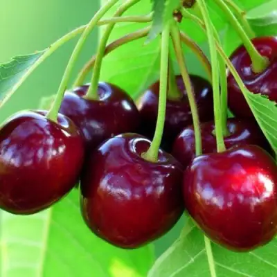 Вишня ВЯНОК в Дзержинске