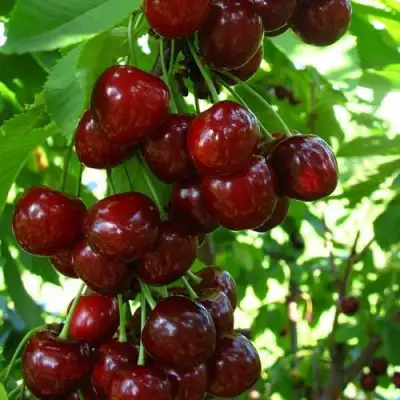 Вишня ВОСТОРГ колонновидная в Дзержинске