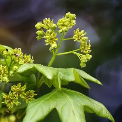 Клен полевой в Дзержинске