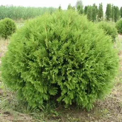 Туя ГЛОБОЗА западная в Дзержинске