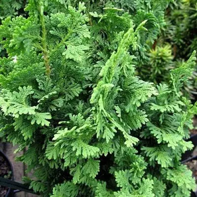 Туя ЗМАТЛИК западная в Дзержинске