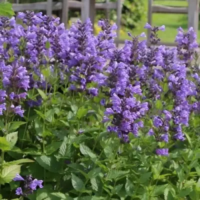 Котовник БЛЮ ДРИМС полусидячий в Дзержинске